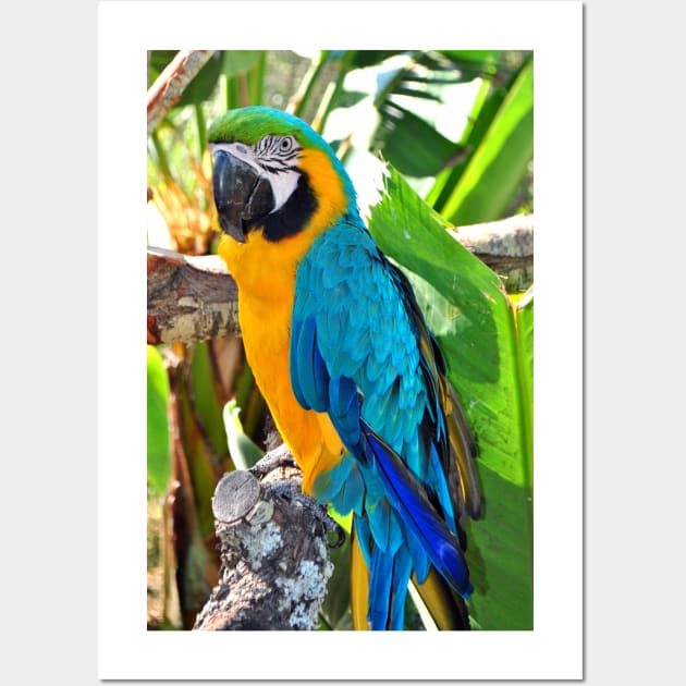 Macaw Parrot Yellow And Blue Bird Wall Art by AndyEvansPhotos